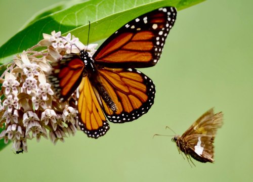 A vibrant monarch butterfly perched on flowers, with a smaller butterfly flying nearby against a soft green background.