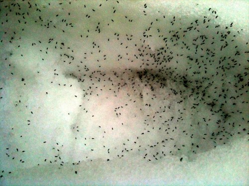 A close-up view of a bathtub filled with bubbles and numerous small black insects scattered throughout.