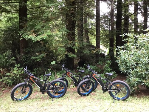 Three black and blue fat tire bikes parked in a lush green forest setting.