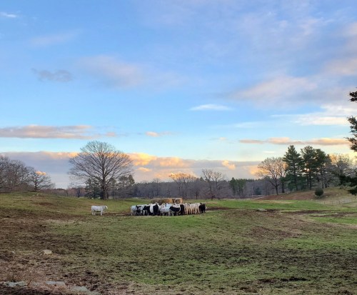 A group of cows stands in a grassy field under a blue sky with scattered clouds and trees in the background.
