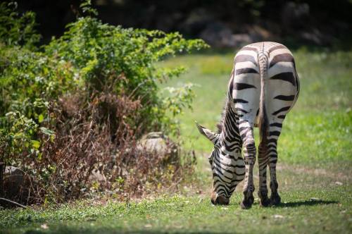 A zebra grazing on grass in a lush green environment, with its back facing the viewer.
