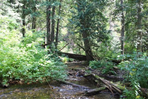 A serene forest scene with a small creek, lush greenery, and fallen logs among tall trees.