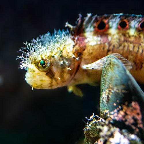 Close-up of a colorful fish with spiky fins and vibrant patterns, swimming among underwater vegetation.
