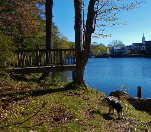 A dog stands by a lake, with a wooden bridge and trees in the background under a clear blue sky.