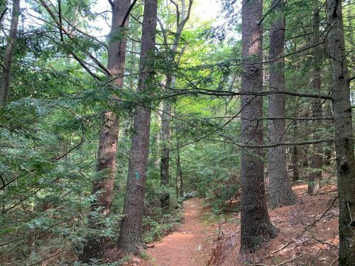 A narrow dirt path winding through a dense forest of tall trees and lush greenery.