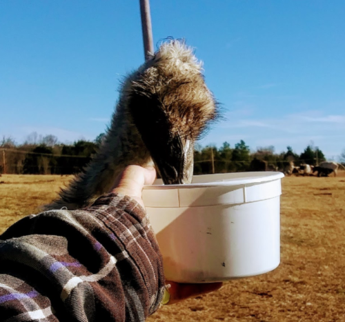A person holds a white bucket as an ostrich leans in to eat from it, with a clear blue sky in the background.