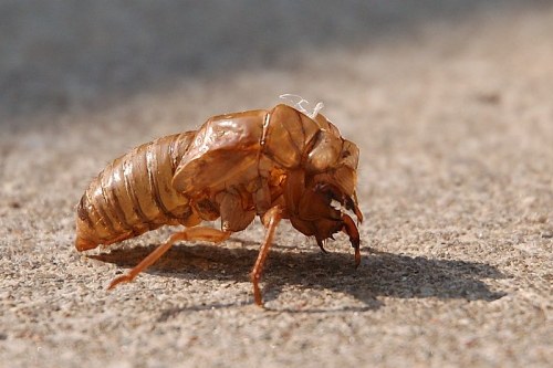 Close-up of a brown cicada exoskeleton on a textured surface, showcasing its detailed structure and shadow.