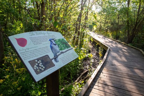A wooden path through lush greenery, with a sign featuring a blue jay and information about local wildlife.