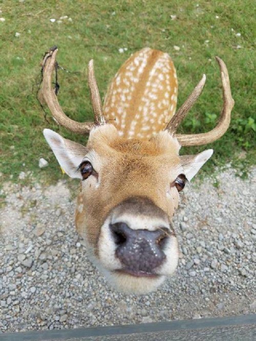 A close-up of a curious deer with antlers, looking directly at the camera against a grassy background.