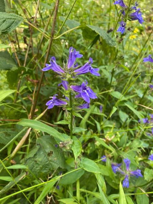 A close-up of vibrant purple flowers growing among green foliage in a natural setting.