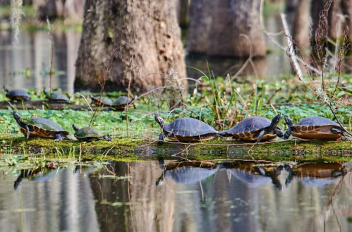 A line of turtles basking on logs in a serene wetland, surrounded by green vegetation and calm water.