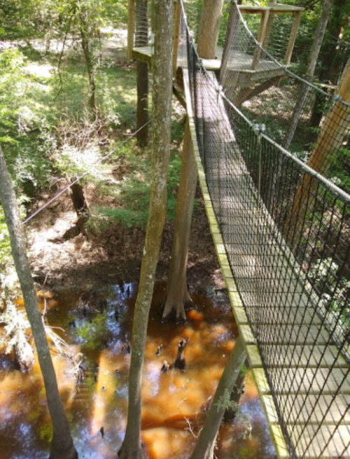 A suspended walkway connects tree platforms over a shallow, muddy creek surrounded by lush greenery.