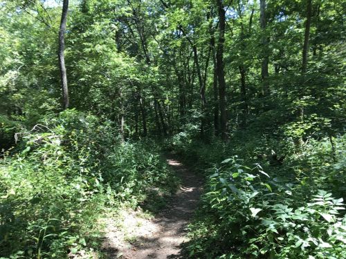 A narrow dirt path winding through a lush, green forest filled with trees and dense foliage.