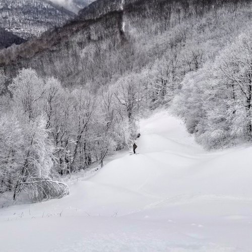 A lone skier navigates a snowy landscape surrounded by frosted trees and mountains in the background.