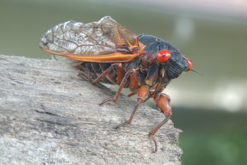 Close-up of a cicada perched on a wooden surface, showcasing its large red eyes and detailed wings.