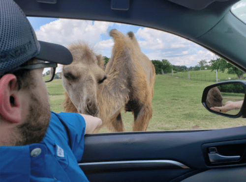 A person in a car reaches out to a camel outside, with green fields and blue skies in the background.