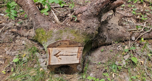 A large tree stump with moss, showing a carved arrow and surrounded by grass and small plants in a forest setting.