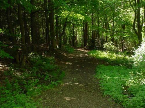A serene forest path surrounded by lush green trees and undergrowth, inviting exploration.