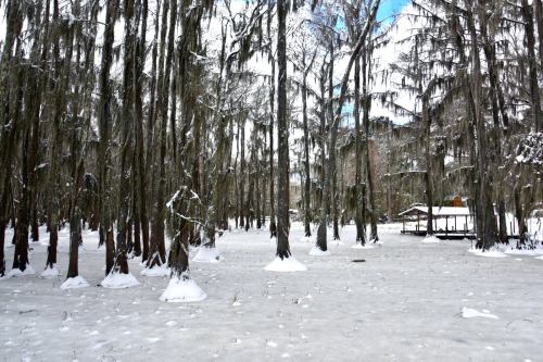 Snow-covered landscape with tall, moss-draped trees in a serene, wintry forest setting.