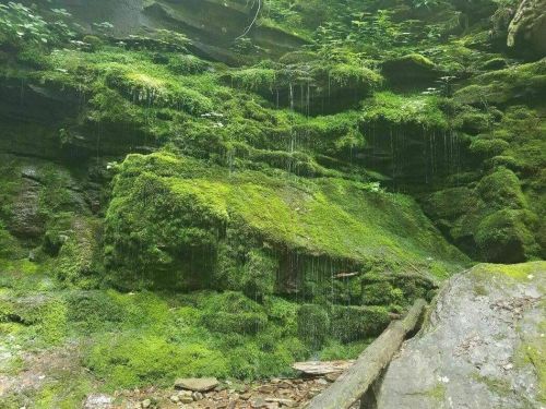 Lush green moss covers a rocky cliff, with small waterfalls trickling down in a serene forest setting.
