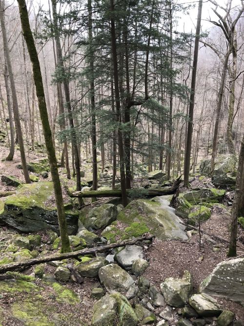 A serene forest scene with tall trees, moss-covered rocks, and a rocky terrain in a tranquil, natural setting.