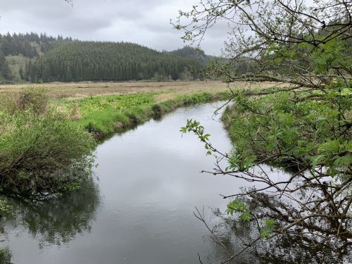 A serene river flows through a lush green landscape, surrounded by trees and rolling hills under a cloudy sky.