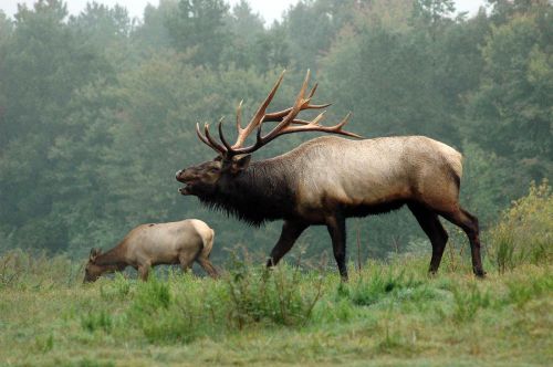 A bull elk with large antlers walks beside a cow elk in a misty, green landscape.