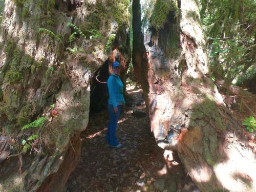 A person stands between two large, moss-covered tree trunks in a forest, surrounded by greenery and fallen leaves.