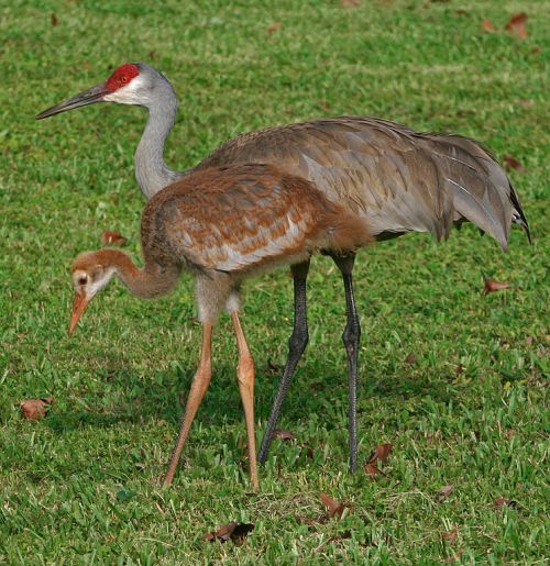 A sandhill crane and its chick foraging on green grass, showcasing their long legs and distinctive plumage.