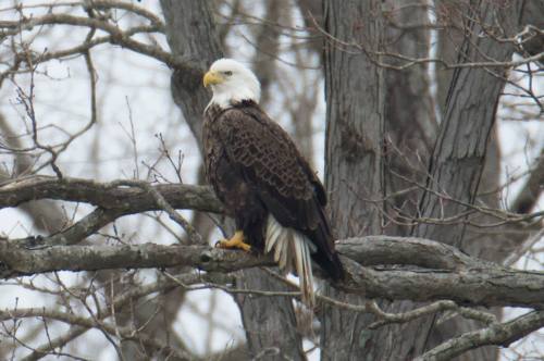 A bald eagle perched on a tree branch, surrounded by bare branches in a natural setting.