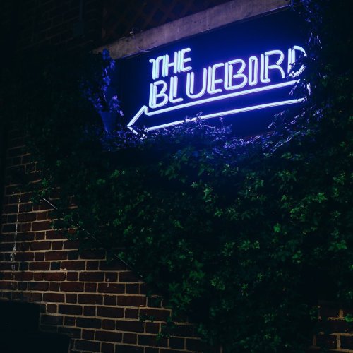 Neon sign reading "The Bluebird" surrounded by green ivy on a brick wall at night.