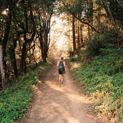A person walks along a dirt path through a sunlit forest, surrounded by trees and greenery.