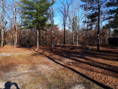 A wooded area with scattered trees and fallen leaves, under a clear blue sky. Shadows stretch across the ground.