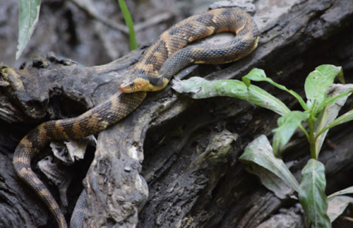 A brown and yellow snake resting on a textured log, surrounded by green leaves.