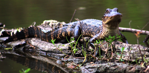 A crocodile resting on a log in a calm waterway, surrounded by greenery.