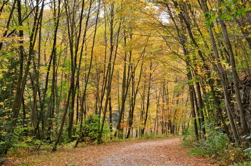 A winding path through a forest with vibrant autumn foliage and fallen leaves on the ground.