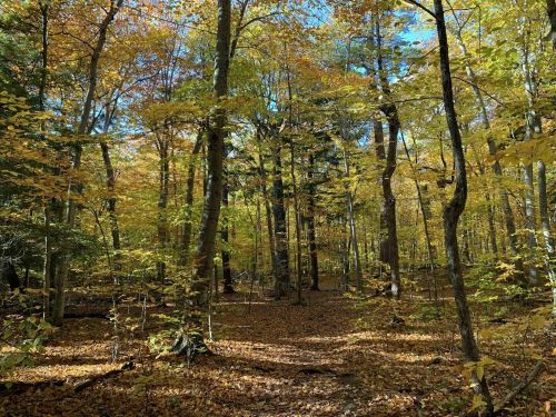 A vibrant forest in autumn, with golden leaves covering the ground and sunlight filtering through the trees.
