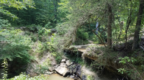A serene forest scene featuring a creek surrounded by lush greenery and a tree arching over a rocky bank.