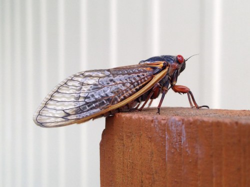 A close-up of a cicada perched on a wooden post, showcasing its large wings and distinctive red eyes.