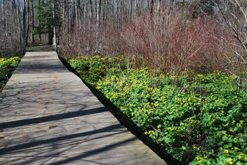 A wooden path through a forest, bordered by vibrant yellow flowers and red shrubs under a clear blue sky.