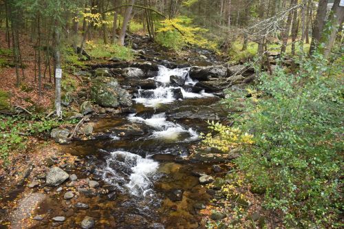 A serene stream flows over rocks, surrounded by lush greenery and autumn leaves in a tranquil forest setting.