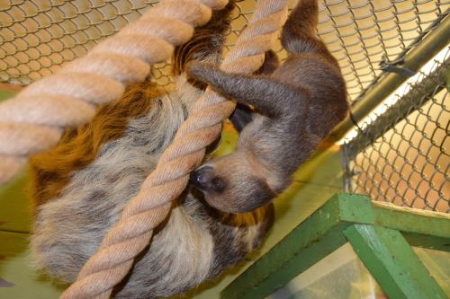 A baby sloth clings to a rope beside an adult sloth in a cozy enclosure.