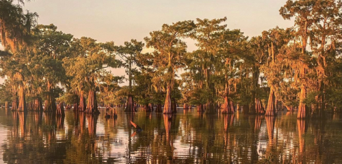 Sunset over a serene swamp, with cypress trees reflecting in calm waters, draped in Spanish moss.