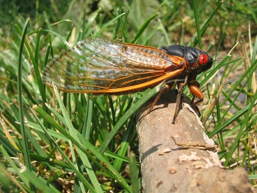 A close-up of a cicada perched on a twig, showcasing its transparent wings and bright red eyes against green grass.