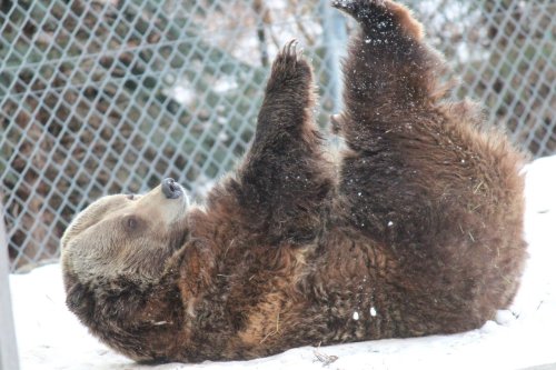 A brown bear lying on its back in the snow, playfully kicking its legs in the air.
