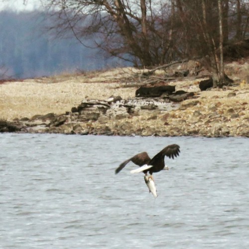 A bald eagle flying over water, clutching a fish in its talons, with a rocky shoreline in the background.
