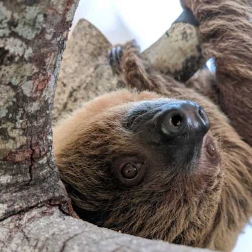 A close-up of a sloth hanging upside down from a tree branch, with its face and eyes visible.