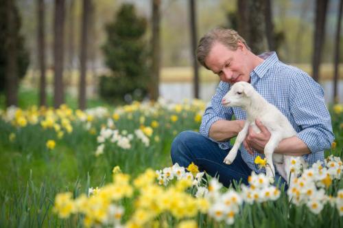 A man gently holds a lamb while surrounded by blooming daffodils in a sunny field.