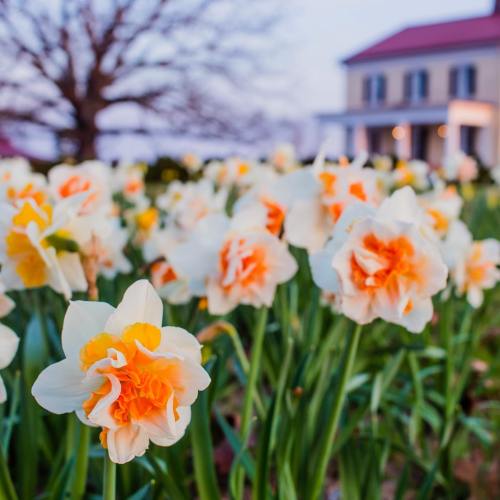 A field of white and orange daffodils in front of a house at dusk, with a tree in the background.