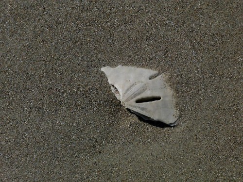 A white seashell partially buried in fine, light brown sand on a beach.